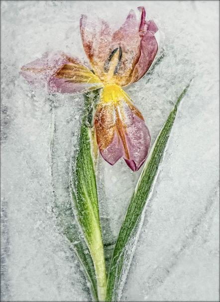 Selzer Klaus-Peter - Frozen Flower