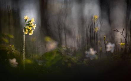 Daniel Spohn-forestfloor springtime-Urkunde