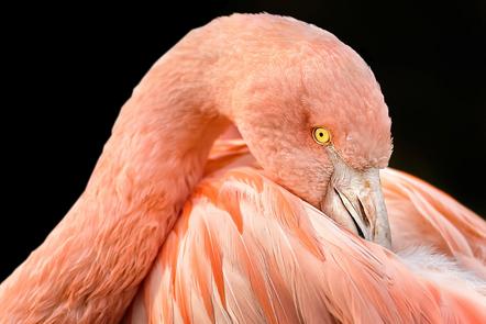 Ludwig Loch-EFIAP MDVF-Flamingo-Annahme