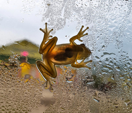 Schäfer Tamia - Fotoclub Tele Freisen - The Frog - Goldmedaille