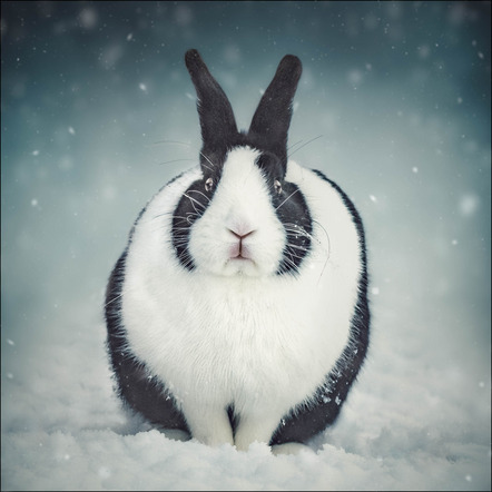 Susanne Jung - Direktmitglied Saarland - Snow rabbit - Annahme