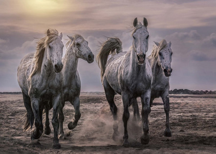 Dagmar Utzig-Fell - Camargue Pferde - Urkunde