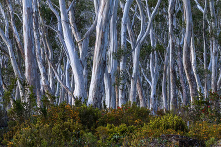 snowgums - Spohn- Daniel - 26