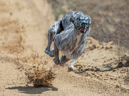 Hunderennen Landstuhl 38 - Schmitt- Joachim - 30