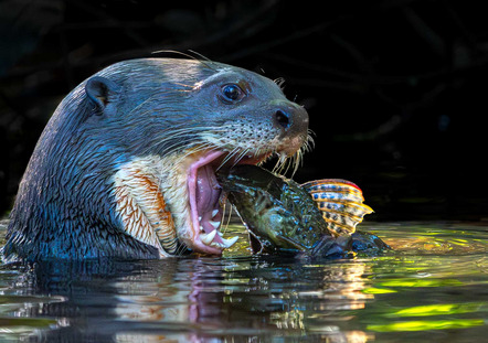 Giant otter eating a pyranha - Szurman- Gesine - 28